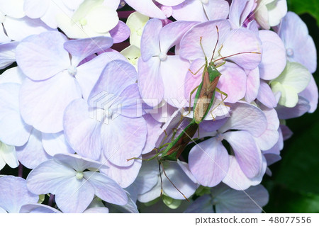 Flying flower bug (mating) and hydrangea Flying flower bug (mating) and hydrangea 48077556