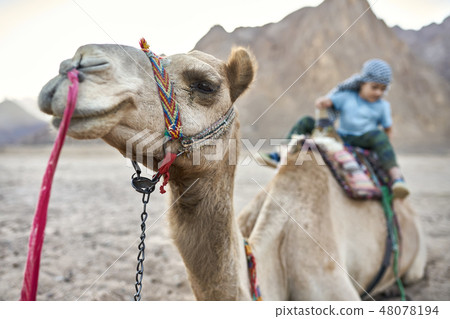 Small boy in checkered keffiyeh on arabian camel outdoors 48078194