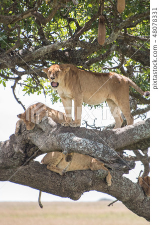 A group of lions on the Tanzania Serengeti National Park tree A group of lions on the Tanzania Serengeti National Park tree 48078331