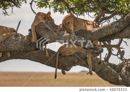 A group of lions on the Tanzania Serengeti National Park tree 48078333