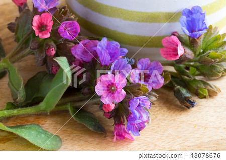 Lungwort (pulmonaria) flowers on a wooden table 48078676