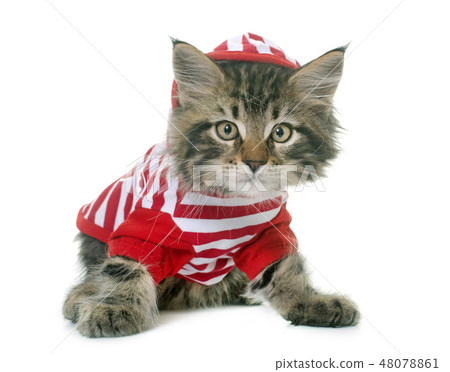 dressed maine coon kitten dressed maine coon kitten 48078861