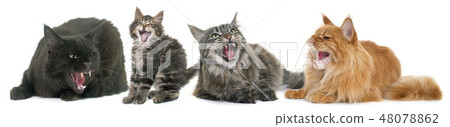 aggressive cats aggressive cats 48078862