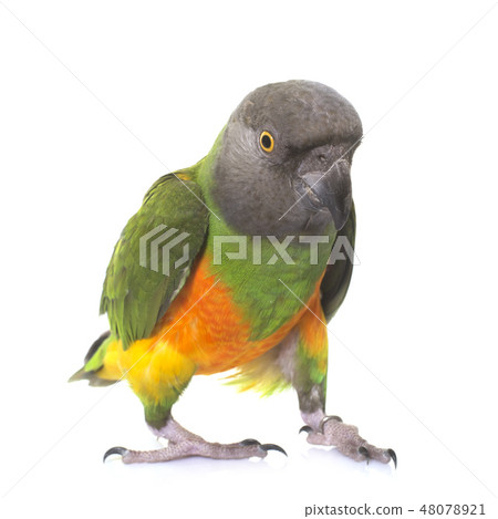 senegal parrot in studio senegal parrot in studio 48078921