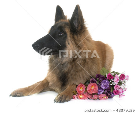 belgian shepherd tervuren belgian shepherd tervuren 48079189
