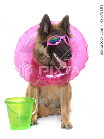 belgian shepherd tervuren in holiday belgian shepherd tervuren in holiday 48079191