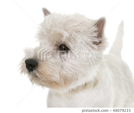 puppy west highland white terrier puppy west highland white terrier 48079215