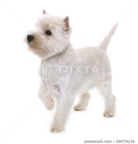 puppy west highland white terrier 48079216