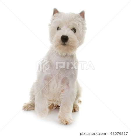 puppy west highland white terrier puppy west highland white terrier 48079217