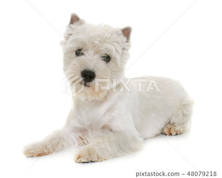 puppy west highland white terrier 48079218