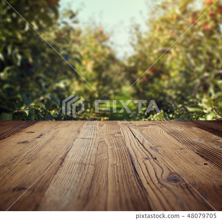 table space and apple garden of trees and fruits 48079705