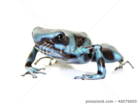 Dendrobates auratus celeste Dendrobates auratus celeste 48079800