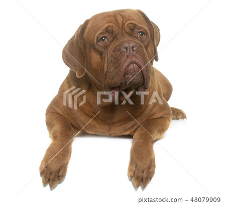 dogue de Bordeaux 48079909