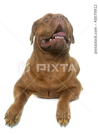 dogue de Bordeaux 48079912
