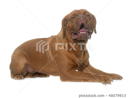 dogue de Bordeaux 48079913