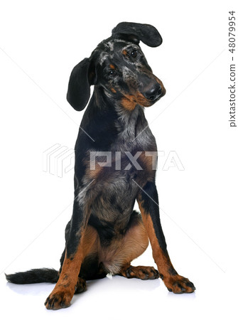 young beauceron in studio 48079954