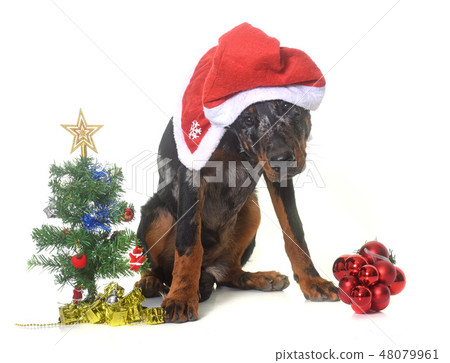 young beauceron and christmas 48079961