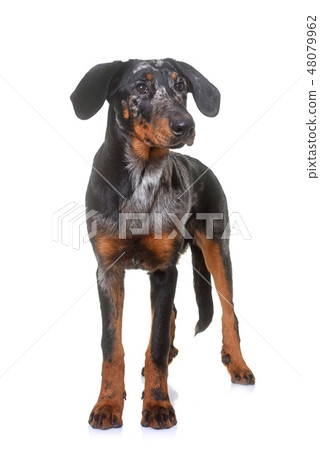 young beauceron in studio 48079962