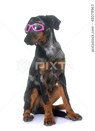 young beauceron in studio 48079963