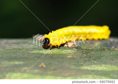 毛蟲幼蟲 48079982