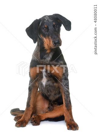 young beauceron in studio 48080011