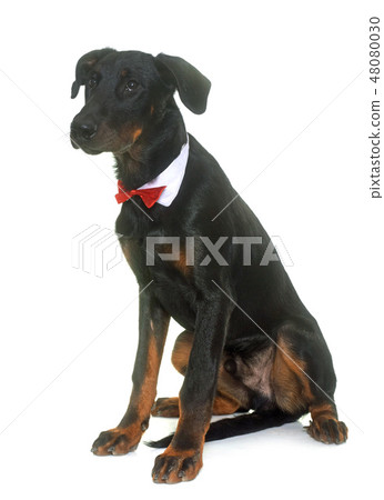 young beauceron in studio 48080030