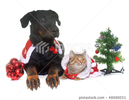 cat, dog and christmas 48080031