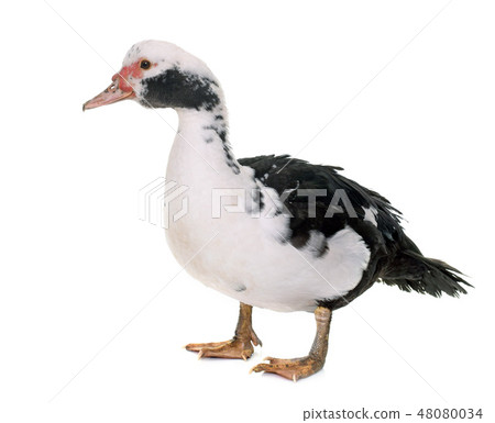 Barbarie duck in studio Barbarie duck in studio 48080034