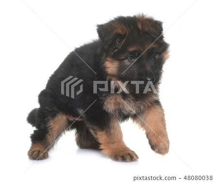 puppy german shepherd puppy german shepherd 48080038