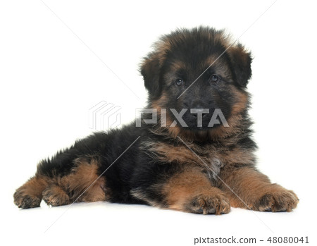 puppy german shepherd 48080041