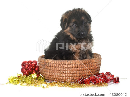 puppy german shepherd 48080042