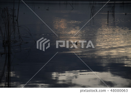 Imaseuma的黎明·與waterbirds的風景 Imaseuma的黎明·與waterbirds的風景 48080063