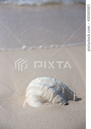 馬來西亞婆羅洲Mantanani海灘海灘貝殼 馬來西亞婆羅洲Mantanani海灘海灘貝殼 48080065