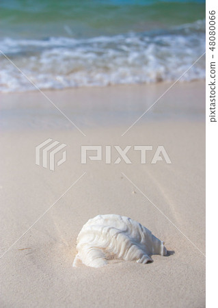 馬來西亞婆羅洲Mantanani海灘海灘貝殼 馬來西亞婆羅洲Mantanani海灘海灘貝殼 48080066