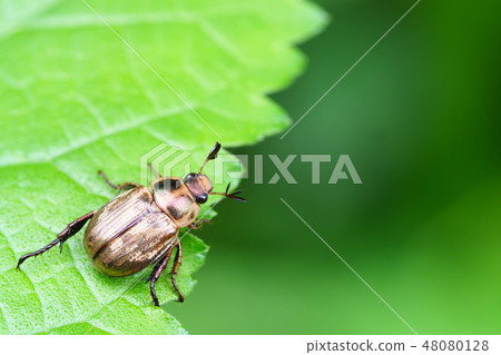 Semarathogene Semarathogene 48080128