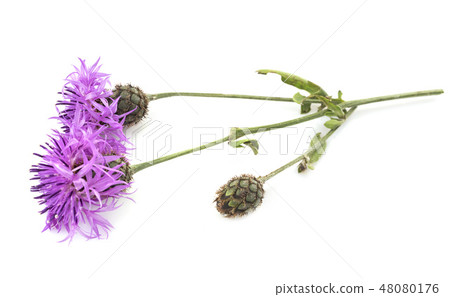 thistle in studio 48080176
