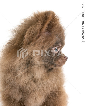 puppy pomeranian in studio puppy pomeranian in studio 48080244