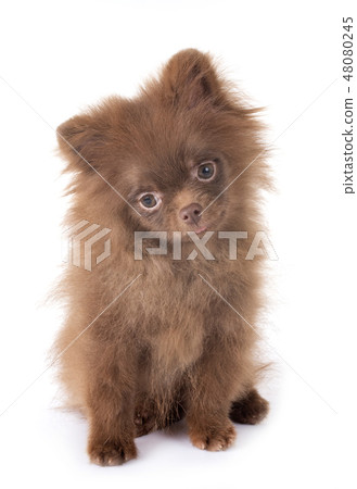 puppy pomeranian in studio puppy pomeranian in studio 48080245