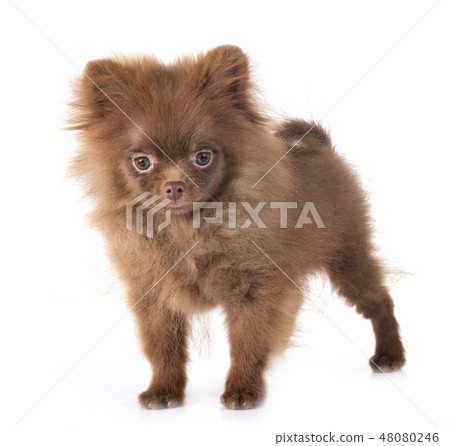 puppy pomeranian in studio puppy pomeranian in studio 48080246