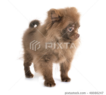 puppy pomeranian in studio puppy pomeranian in studio 48080247