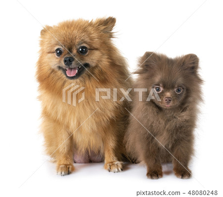 puppy pomeranian and mother 48080248