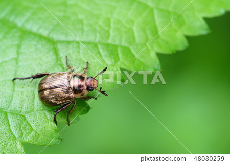 Semadarakogane Semadarakogane 48080259