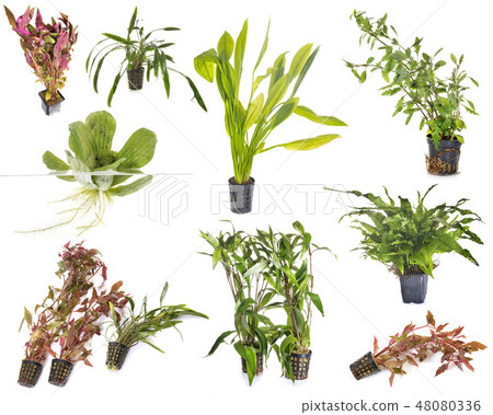 aquarium plants in studio 48080336