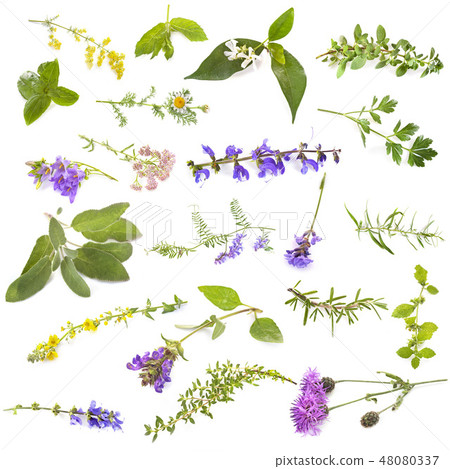 group of wild plants group of wild plants 48080337