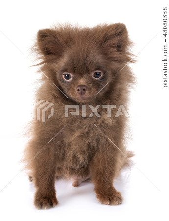 puppy pomeranian in studio puppy pomeranian in studio 48080338