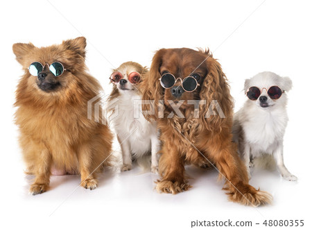 little dogs in studio little dogs in studio 48080355