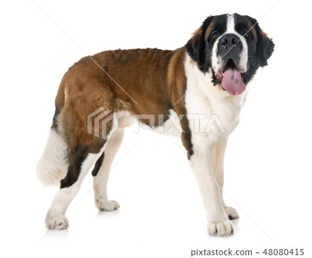 saint bernard in studio 48080415