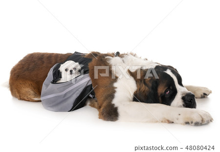 saint bernard and chihuahua 48080424