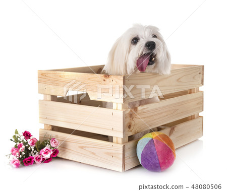 Coton de Tulear in studio Coton de Tulear in studio 48080506