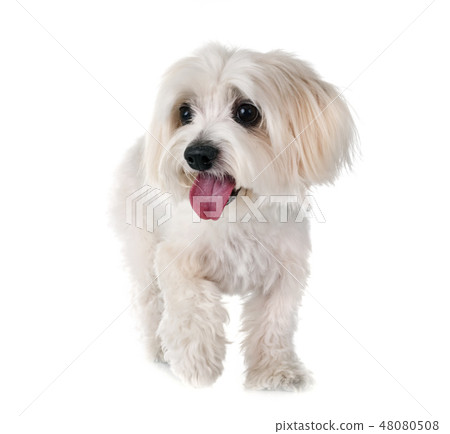 Coton de Tulear in studio Coton de Tulear in studio 48080508